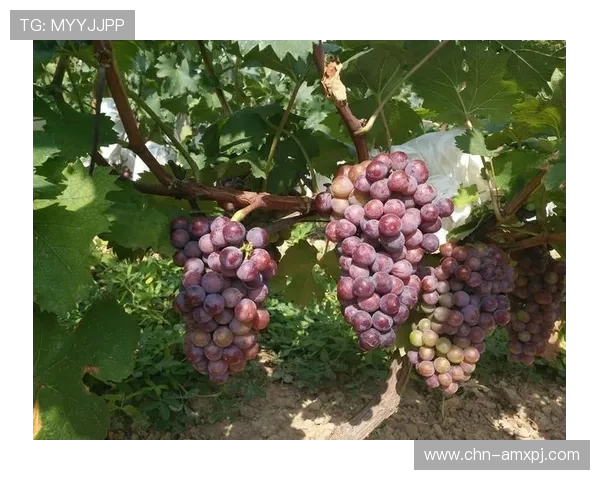 新葡萄娱乐城线上官方入口多重安全措施,保障玩家账户信息安全 新葡萄娱乐城线上官方入口多重安全措施,保障玩家账户信息安全